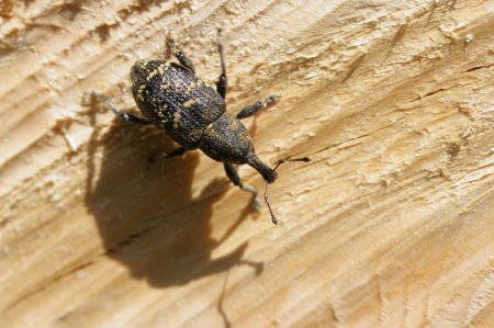 Borers