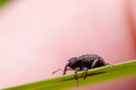 Bonsery beetle