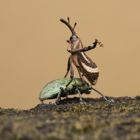 Gorgokho beetle