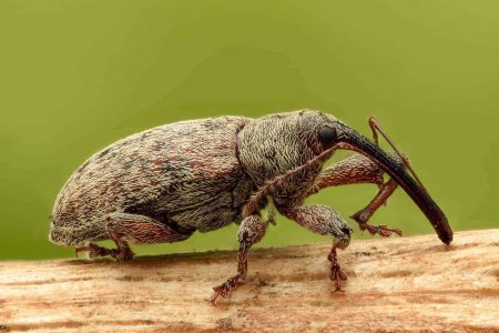 Boll Weevil