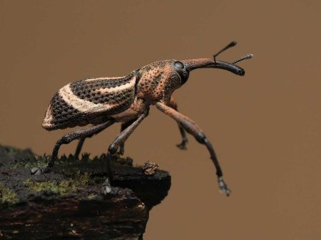 Beetle of the Ovenseline Oorantic