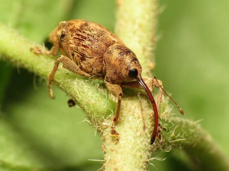 Genus Curculio