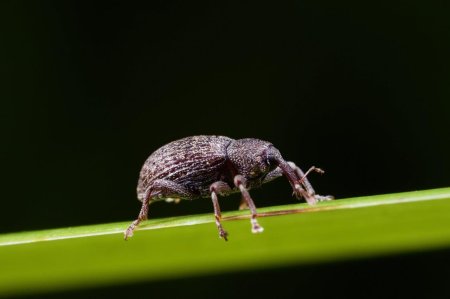 Cyclops Beetle
