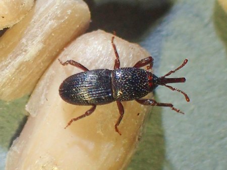 Sitophilis Granaria l