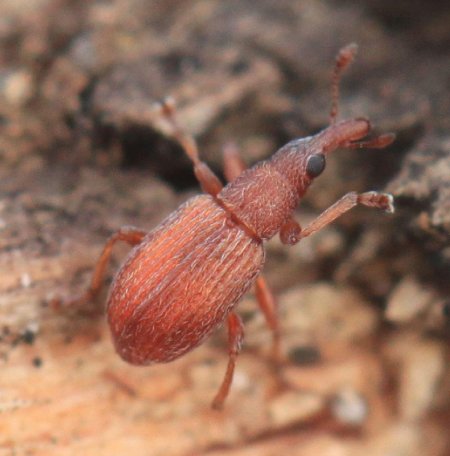 Apion fryumentarium Beetle