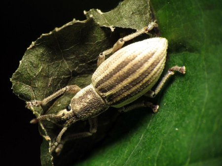Dinophilus taeniatus