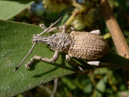 Strawberry weevil