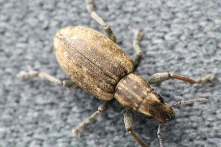 Sitona lineatus