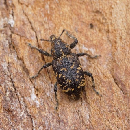Hylobius abietis