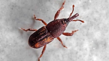 Sitophilus oryzae