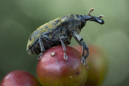 Nodule weevil