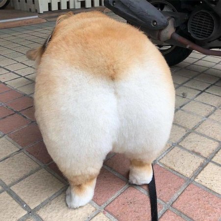 Fluffy ass