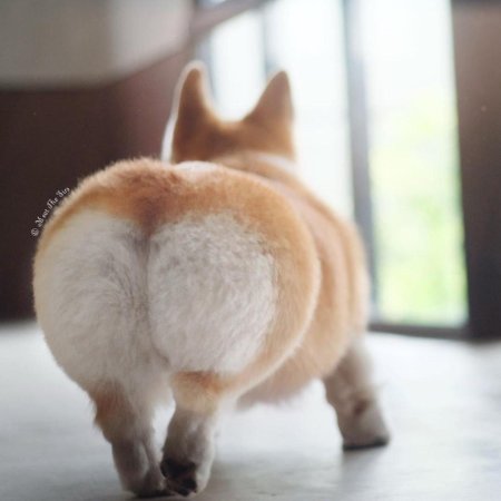 Plah Corgi