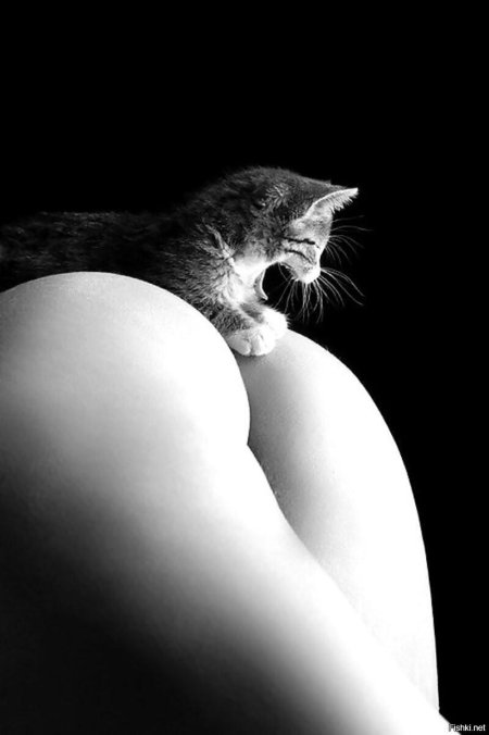 Erotic photo shoot with cats
