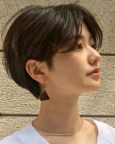 Pixie-bob Korea Hoodle